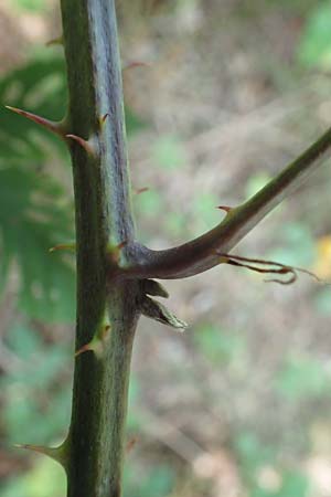 Rubus amiantinus \ Asbestschimmernde Brombeere, D Odenwald, Birkenau 21.8.2021