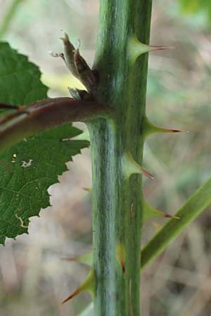 Rubus amiantinus \ Asbestschimmernde Brombeere, D Odenwald, Birkenau 21.8.2021