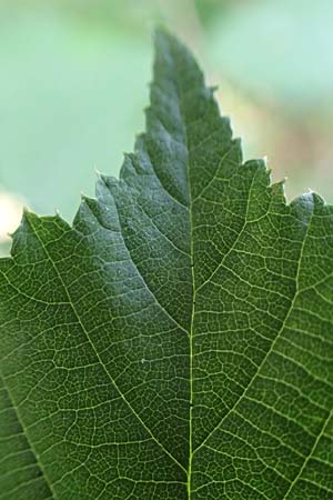 Rubus amiantinus \ Asbestschimmernde Brombeere, D Odenwald, Birkenau 21.8.2021