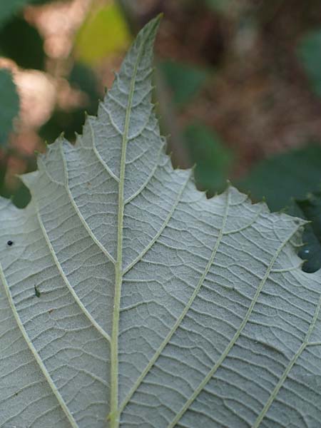 Rubus amiantinus / Asbestos-Gleaming Bramble, D Odenwald, Birkenau 21.8.2021