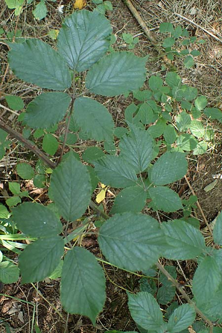 Rubus amiantinus \ Asbestschimmernde Brombeere / Asbestos-Gleaming Bramble, D Odenwald, Birkenau 21.8.2021