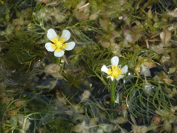 Ranunculus circinatus ? \ Spreizender Wasser-Hahnenfu / Fan-Leaved Water Crowfoot, D Thüringen, Bad Frankenhausen 10.6.2022