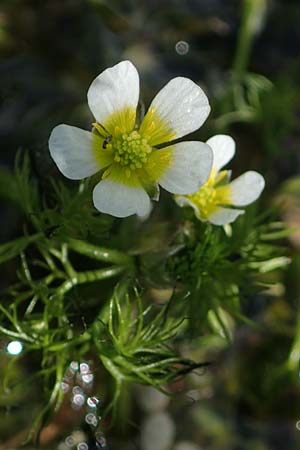 Ranunculus circinatus ? \ Spreizender Wasser-Hahnenfu / Fan-Leaved Water Crowfoot, D Thüringen, Bad Frankenhausen 10.6.2022