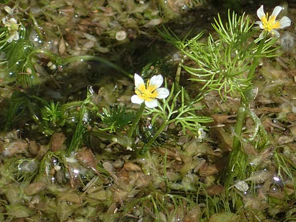 Ranunculus circinatus ? \ Spreizender Wasser-Hahnenfu / Fan-Leaved Water Crowfoot, D Thüringen, Bad Frankenhausen 10.6.2022