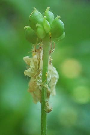 Ranunculus aconitifolius \ Eisenhutblttriger Hahnenfu / Aconite-Leaved Buttercup, D Eberbach-Gaimühle 9.6.2023