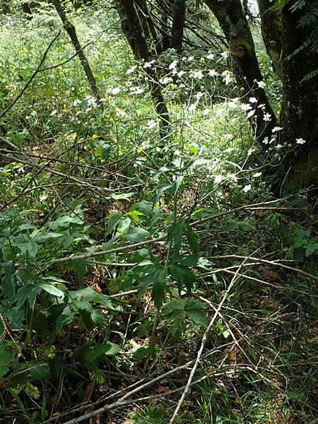 Ranunculus aconitifolius \ Eisenhutblttriger Hahnenfu / Aconite-Leaved Buttercup, D Rhön, Heidelstein 20.6.2023