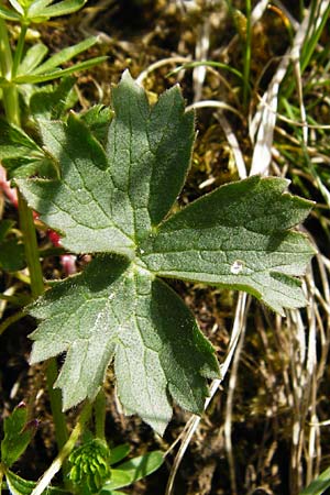 Ranunculus breyninus \ Gebirgs-Hahnenfu / Buttercup, D Trochtelfingen 2.6.2015