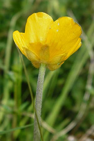 Ranunculus breyninus \ Gebirgs-Hahnenfu / Buttercup, D Trochtelfingen 2.6.2015