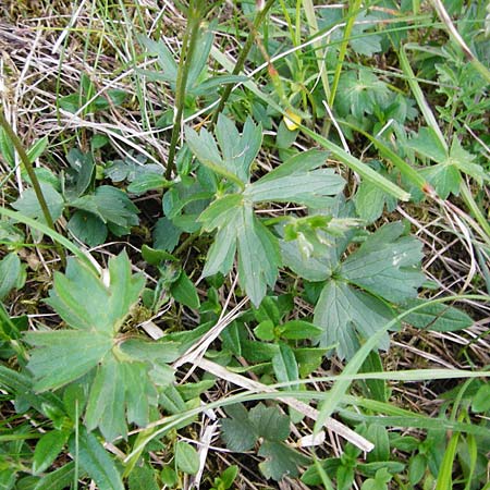 Ranunculus breyninus / Buttercup, D Trochtelfingen 2.6.2015