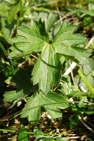 Ranunculus breyninus / Buttercup, D Trochtelfingen 2.6.2015