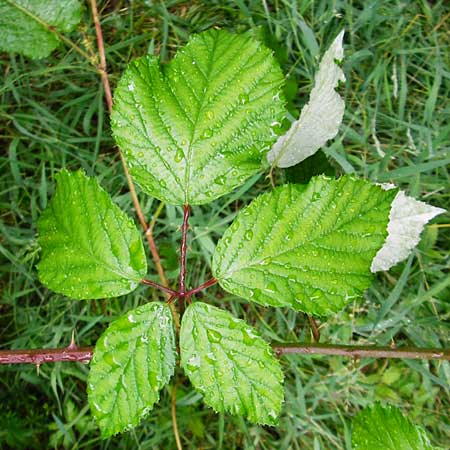 Rubus bifrons \ Zweifarbige Brombeere / Twice-Leaved Bramble, Himalayan Berry, D Odenwald, Unterflockenbach 27.6.2015