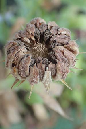 Calendula officinalis / Pot Marigold, D Mannheim 24.6.2016