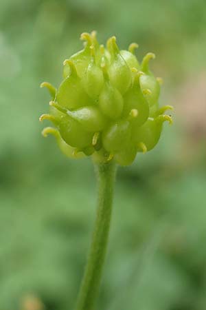 Ranunculus bonnensis \ Bonner Gold-Hahnenfu / Bonn Goldilocks, D Bonn 23.4.2017