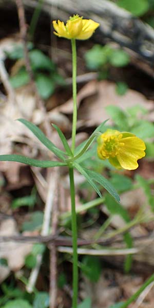 Ranunculus bonnensis \ Bonner Gold-Hahnenfu / Bonn Goldilocks, D Bonn 23.4.2017