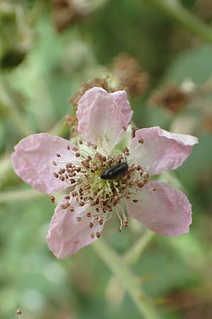 Rubus bifrons \ Zweifarbige Brombeere / Twice-Leaved Bramble, Himalayan Berry, D Odenwald, Fürth 5.7.2018