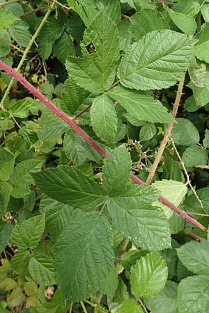 Rubus baruthicus \ Bayreuther Haselblatt-Brombeere, D Odenwald, Fürth 5.7.2018