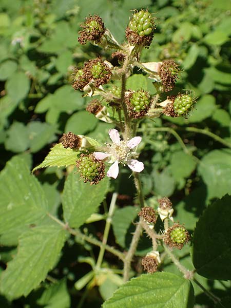 Rubus bonus-henricus \ Guter-Heinrich-Brombeere / King Henry Bramble, D Neu-Isenburg 22.6.2019