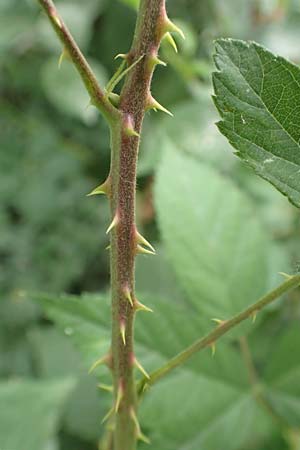 Rubus spec2 ? \ Brombeere, D Herne 27.7.2019