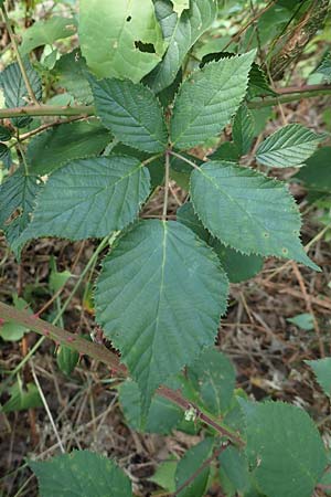 Rubus godronii \ Godrons Brombeere / Godron's Bramble, D Karlsruhe 14.8.2019