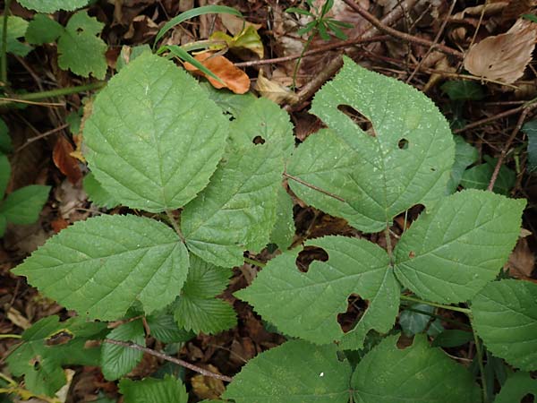 Rubus specF ? \ Haselblatt-Brombeere, D Pfinztal-Berghausen 11.9.2019