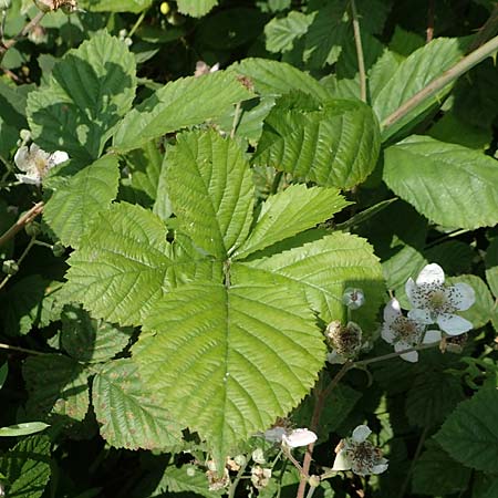 Rubus buescherianus \ Bschers Haselblatt-Brombeere / Buescher's Bramble, D Beckum-Hinteler 12.6.2020
