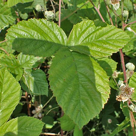 Rubus buescherianus \ Büschers Haselblatt-Brombeere / Buescher's Bramble, D Beckum-Hinteler 12.6.2020
