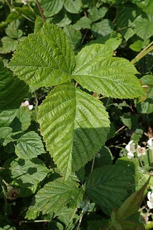 Rubus buescherianus \ Bschers Haselblatt-Brombeere / Buescher's Bramble, D Beckum-Hinteler 12.6.2020