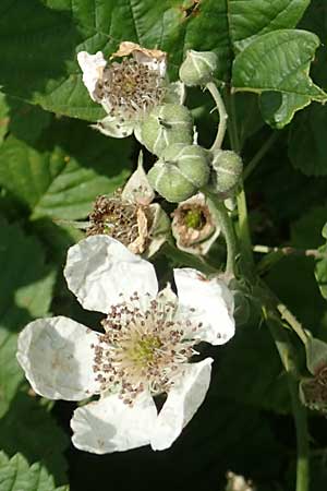 Rubus buescherianus \ Bschers Haselblatt-Brombeere / Buescher's Bramble, D Beckum-Hinteler 12.6.2020