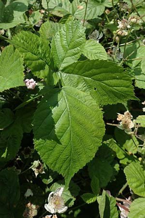 Rubus buescherianus \ Bschers Haselblatt-Brombeere / Buescher's Bramble, D Beckum-Hinteler 12.6.2020
