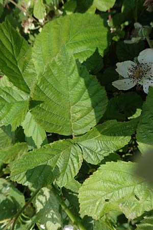 Rubus buescherianus \ Bschers Haselblatt-Brombeere / Buescher's Bramble, D Beckum-Hinteler 12.6.2020
