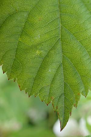 Rubus buescherianus \ Bschers Haselblatt-Brombeere / Buescher's Bramble, D Beckum-Hinteler 12.6.2020