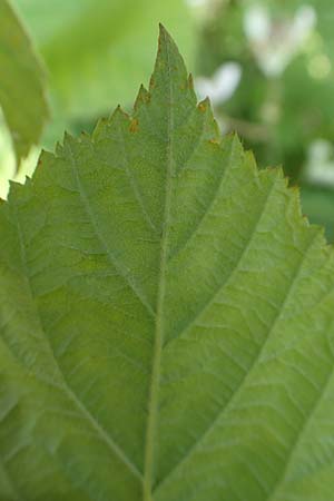 Rubus buescherianus \ Bschers Haselblatt-Brombeere / Buescher's Bramble, D Beckum-Hinteler 12.6.2020