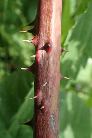 Rubus buescherianus \ Bschers Haselblatt-Brombeere / Buescher's Bramble, D Beckum-Hinteler 12.6.2020