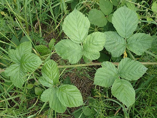 Rubus baruthicus \ Bayreuther Haselblatt-Brombeere, D Simmersbach 21.6.2020