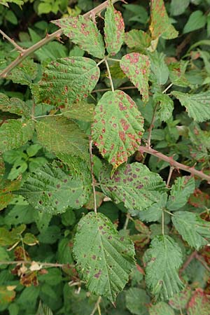 Rubus spina-curva ? \ Kreidige Brombeere, D Bochum 9.9.2020
