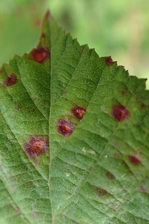 Rubus spina-curva ? \ Kreidige Brombeere, D Bochum 9.9.2020