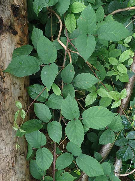 Rubus bombycinus \ Seidenhaarige Brombeere / Silk-Haired Bramble, D Reichshof-Pettseifen 10.8.2021