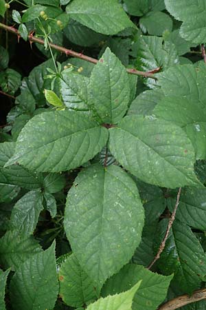 Rubus bombycinus \ Seidenhaarige Brombeere, D Reichshof-Pettseifen 10.8.2021
