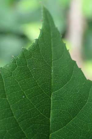 Rubus bombycinus \ Seidenhaarige Brombeere / Silk-Haired Bramble, D Reichshof-Pettseifen 10.8.2021