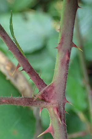 Rubus bombycinus \ Seidenhaarige Brombeere, D Reichshof-Pettseifen 10.8.2021