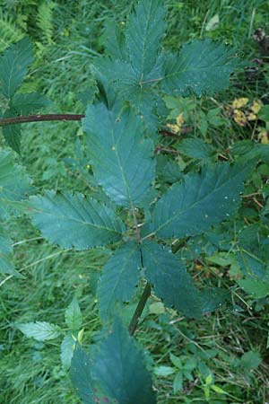 Rubus bicolor \ Große Mittelgebirgs-Brombeere, D Odenwald, Zotzenbach 21.8.2021