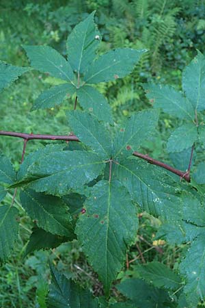 Rubus bicolor \ Große Mittelgebirgs-Brombeere / Mountain Bramble, D Odenwald, Zotzenbach 21.8.2021