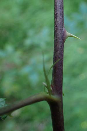 Rubus bicolor \ Groe Mittelgebirgs-Brombeere / Mountain Bramble, D Odenwald, Zotzenbach 21.8.2021