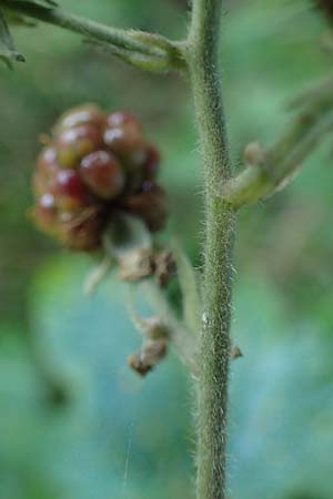Rubus bicolor \ Große Mittelgebirgs-Brombeere, D Odenwald, Zotzenbach 21.8.2021