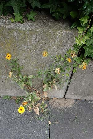 Calendula officinalis \ Garten-Ringelblume, D Bochum 20.6.2022