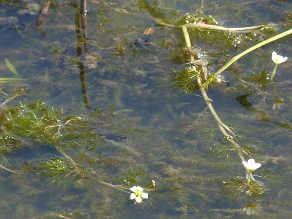 Ranunculus circinatus ? \ Spreizender Wasser-Hahnenfu / Fan-Leaved Water Crowfoot, D Schutterwald 27.4.2021