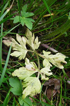 Ranunculus carinthiacus \ Krntner Berg-Hahnenfu / Carinthian Buttercup, D Kohlstetten 2.6.2015