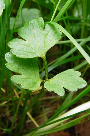 Ranunculus carinthiacus \ Krntner Berg-Hahnenfu / Carinthian Buttercup, D Kohlstetten 2.6.2015