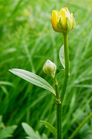 Ranunculus carinthiacus \ Krntner Berg-Hahnenfu / Carinthian Buttercup, D Kohlstetten 2.6.2015