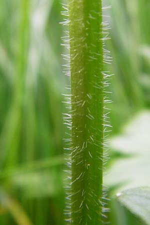 Ranunculus carinthiacus \ Krntner Berg-Hahnenfu, D Kohlstetten 2.6.2015